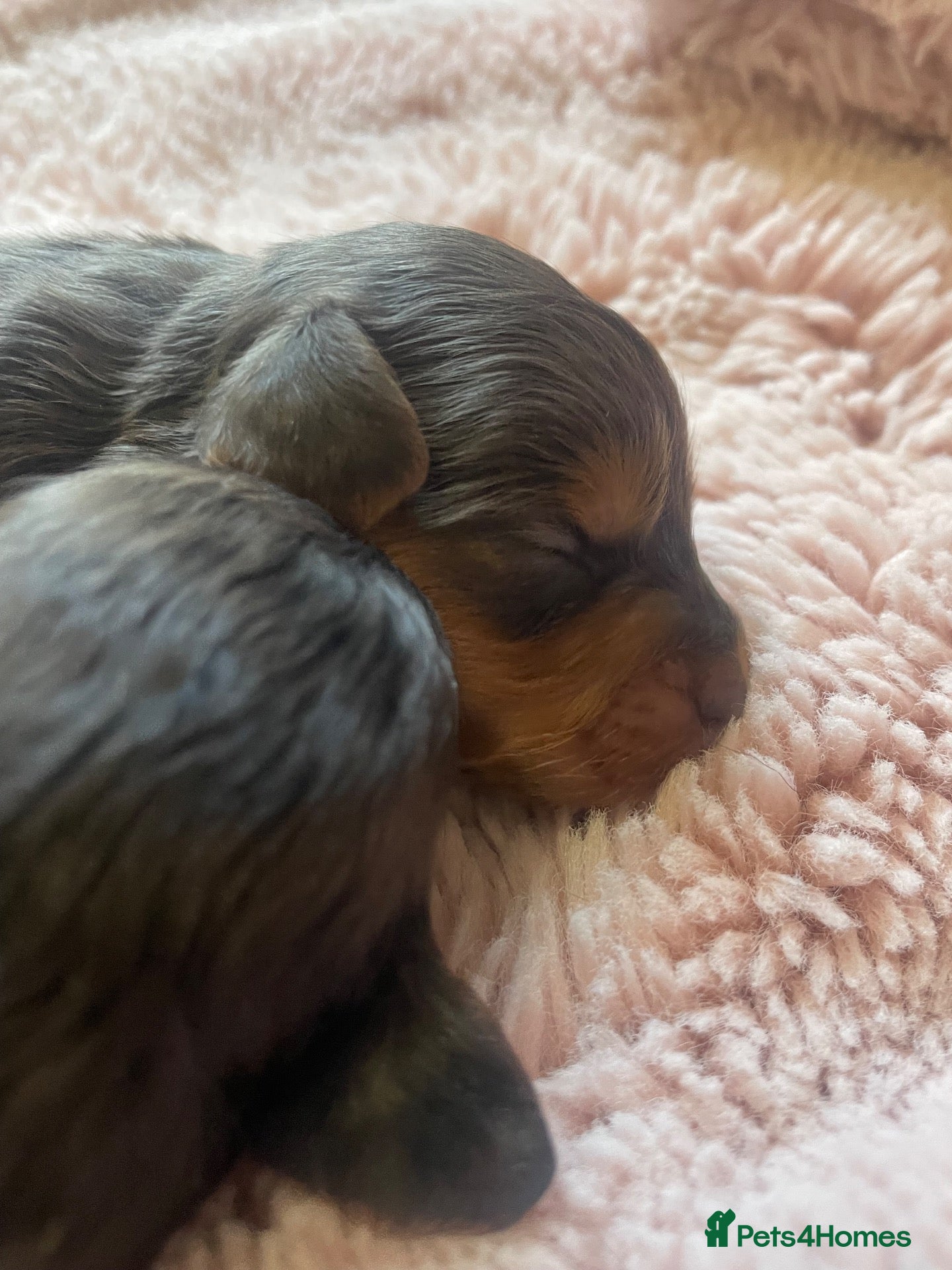 Cockapoo dogs 5 Miniture Cockerpoo pups  - Advert 1