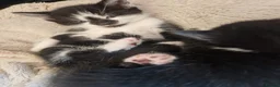 Mixed Breed cats for sale: Three gorgeous kittens! 🐾 - Advert 12