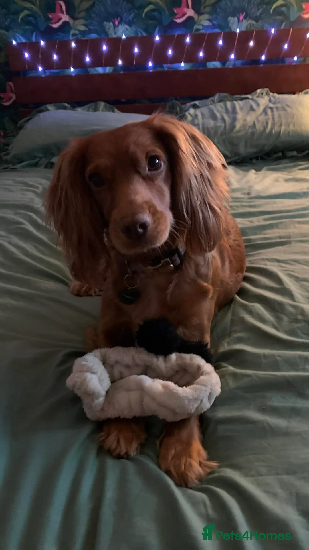 Cocker Spaniel dogs for sale: **3 year old RUBY**KC reg pedigree cocker spaniel  - Advert 1