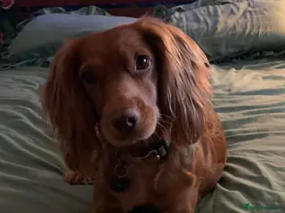 Cocker Spaniel dogs **3 year old RUBY**KC reg pedigree cocker spaniel - Advert 4