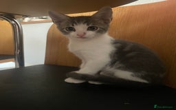 Bengal cats for sale: Two Bengal Cross kittens male and female - Image 10