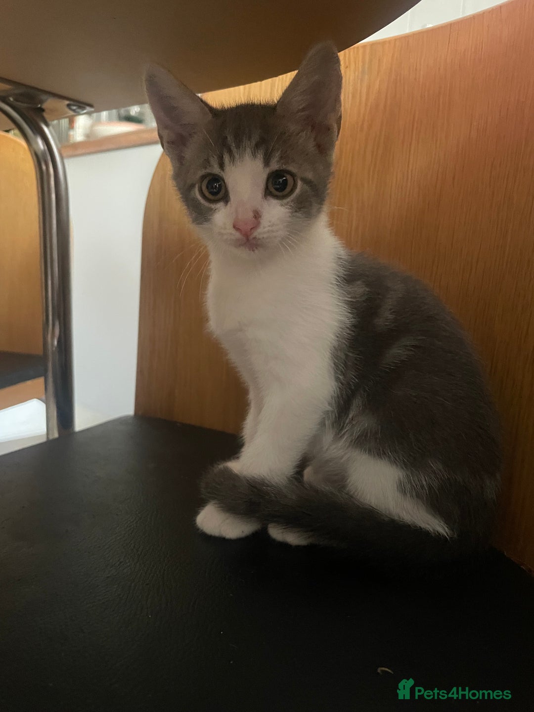 Bengal cats for sale: Two Bengal Cross kittens male and female - Image 10