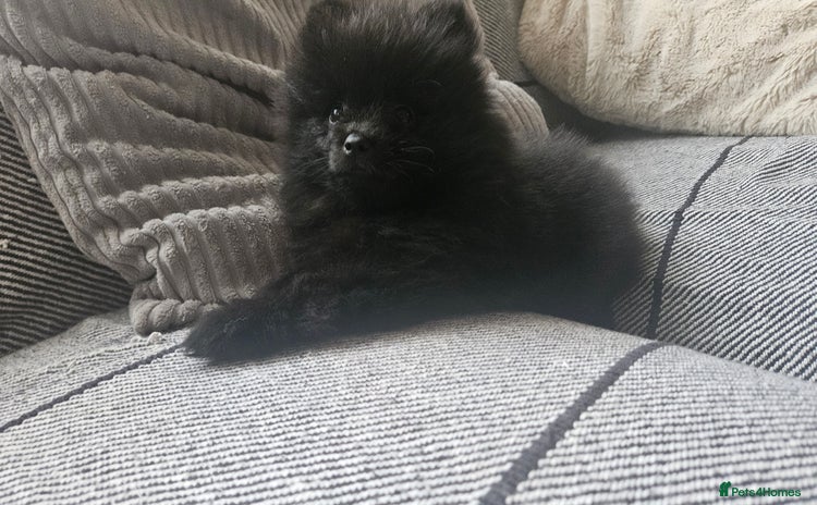 Pomeranian dogs - Advert 1
