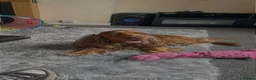 Cocker Spaniel dogs for sale: Kc registered cocker spaniel puppies  - Advert 21