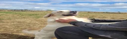 Golden Retriever dogs for sale: For sale male golden retriever  - Advert 3