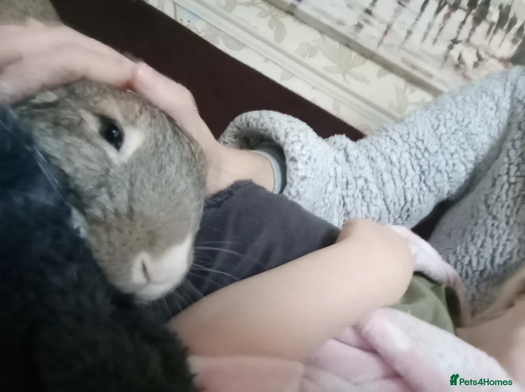 Mixed Breed rabbits for sale: Mixed Lop Male Rabbit Needs Home ASAP in Gosport - Advert 4