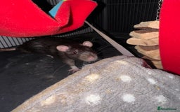 Rat rodents for sale: Rats for sale - Image 12