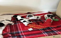 Jack Russell dogs for sale: Jack Russell Pure Breed Puppy’s  - Image 34