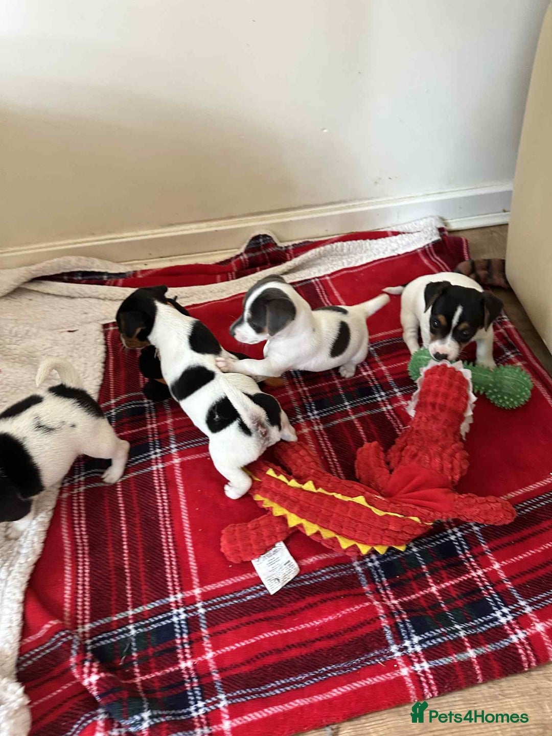 Jack Russell dogs for sale: Jack Russell Pure Breed Puppy’s  - Image 34