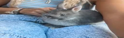 Netherland Dwarf rabbits for sale:     🐰 Quality BRC Ringed Netherland Dwarf Bucks🐰 - Advert 5