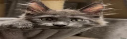 Maine Coon cats for sale: Stunning GCCF Russian Blue Maine Coons - Advert 8