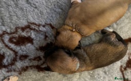 Lhasa Apso dogs for sale: Fabulous KC reg gold male Lhasa apso - Advert 10