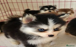 Pomsky dogs for sale:  toy size multi-generational pomsky puppies  - Image 3