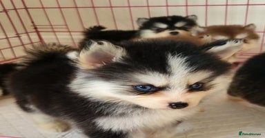 Pomsky dogs - Advert 16
