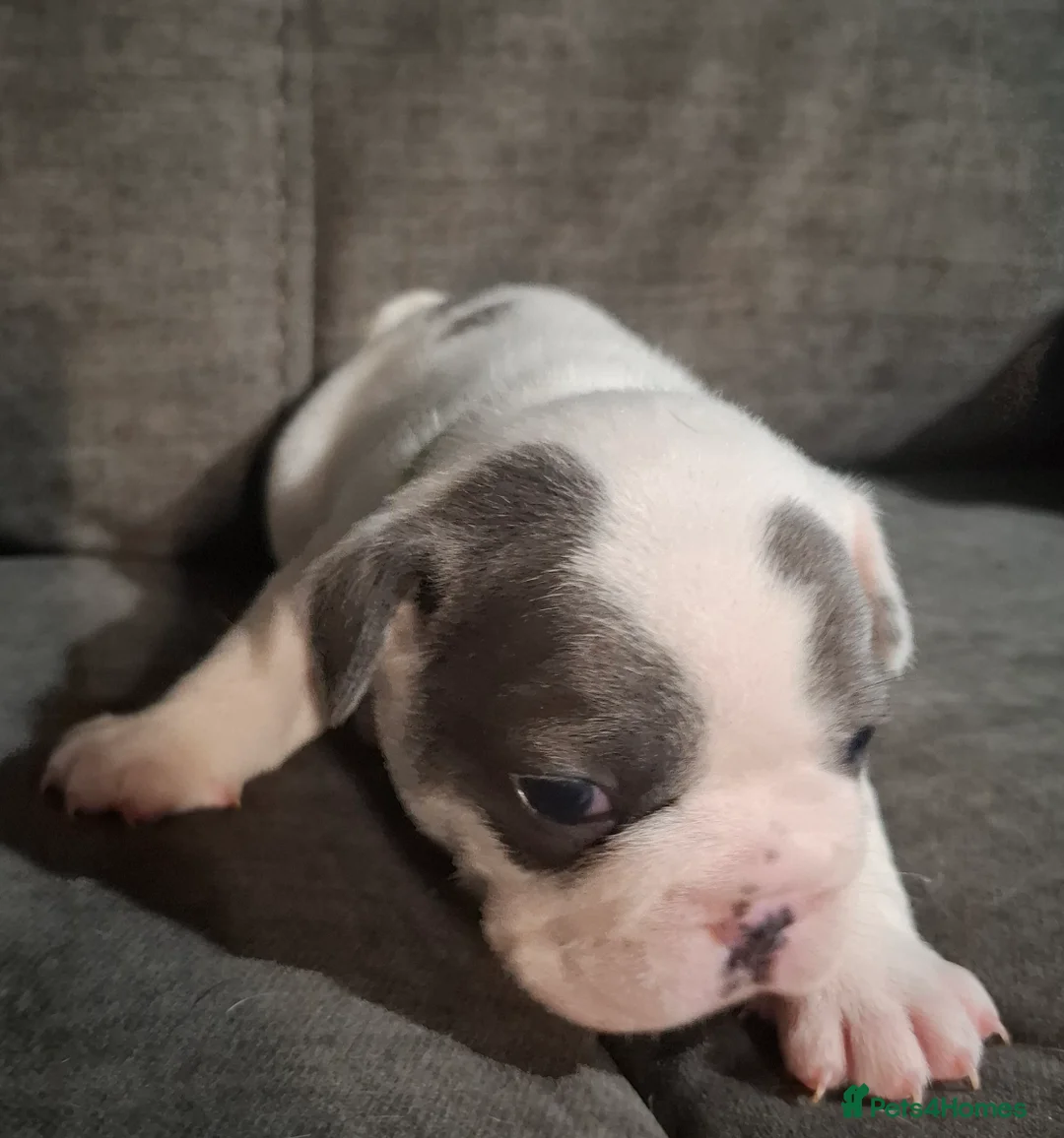 French Bulldog dogs for sale: Frenchie puppies - Advert 26
