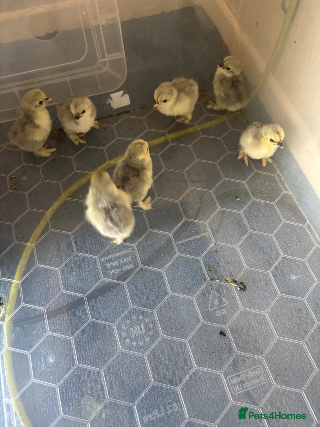 Chickens poultry for sale: Lavender Pekin bantam chicks - Advert 2