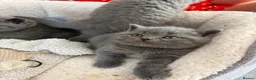 British Shorthair cats for sale: REDUCED GCCF active, 5 gen championship BSH - Advert 9