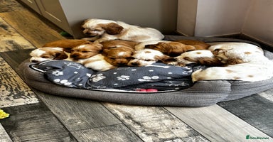 Cocker Spaniel dogs - Advert 8