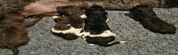 Standard Poodle dogs for sale: Standard poodle brown and white parti  - Advert 1