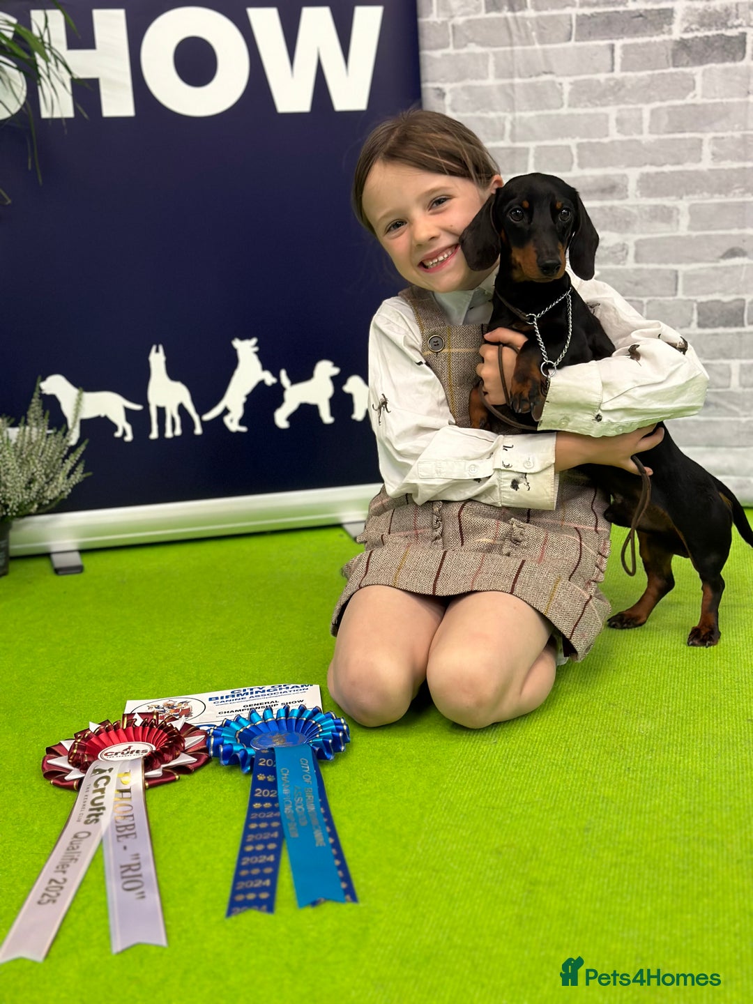 Miniature Dachshund dogs for sale: Show Quality IVDD screened KC Reg Mini Smooths  - Advert 3