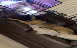 Cane Corso dogs for sale: Female Cane Corso in Warrington - Image 5