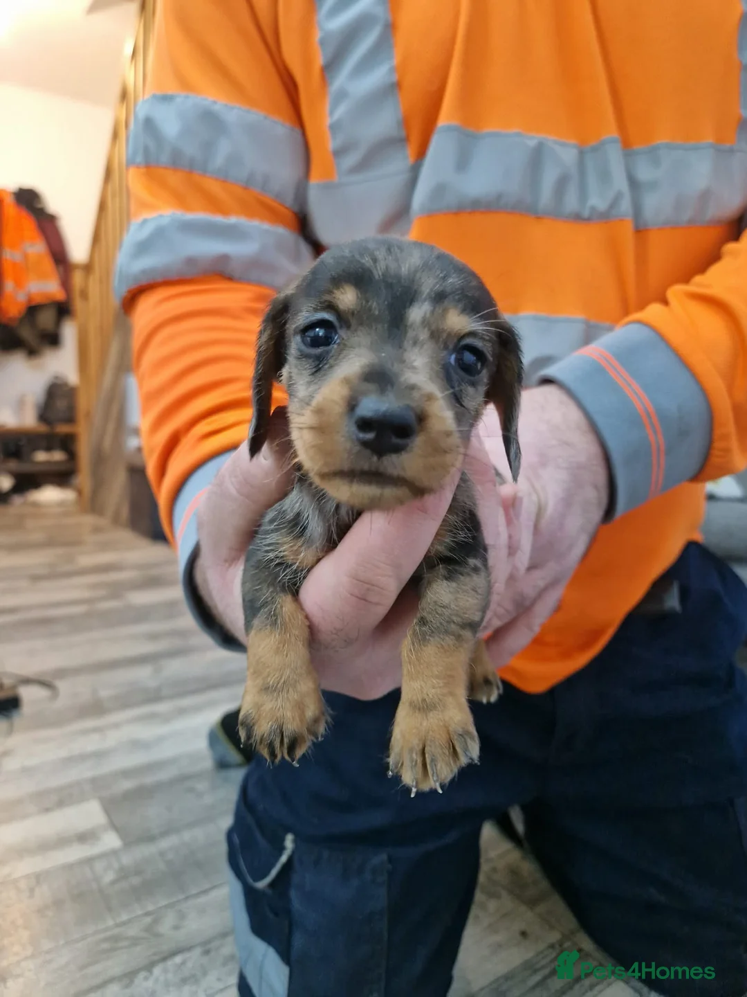 Dachshund dogs for sale: SOLD!Wirehaired daschund chocolate dappled  - Advert 19