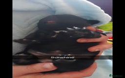 Staffordshire Bull Terrier dogs for sale: Staffordshire bull terrier puppies  - Image 16