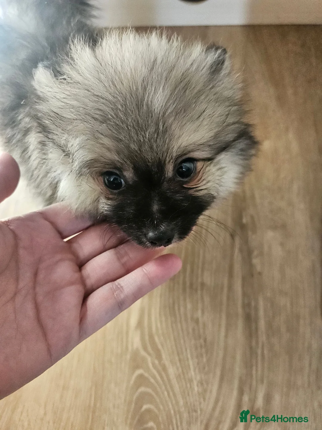 Pomeranian dogs for sale: Pomeranian puppies - Advert 2