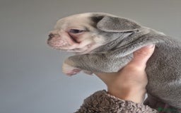 French Bulldog dogs for sale: Husky Panda Koi Frenchie = last 3 ready next week - Image 13