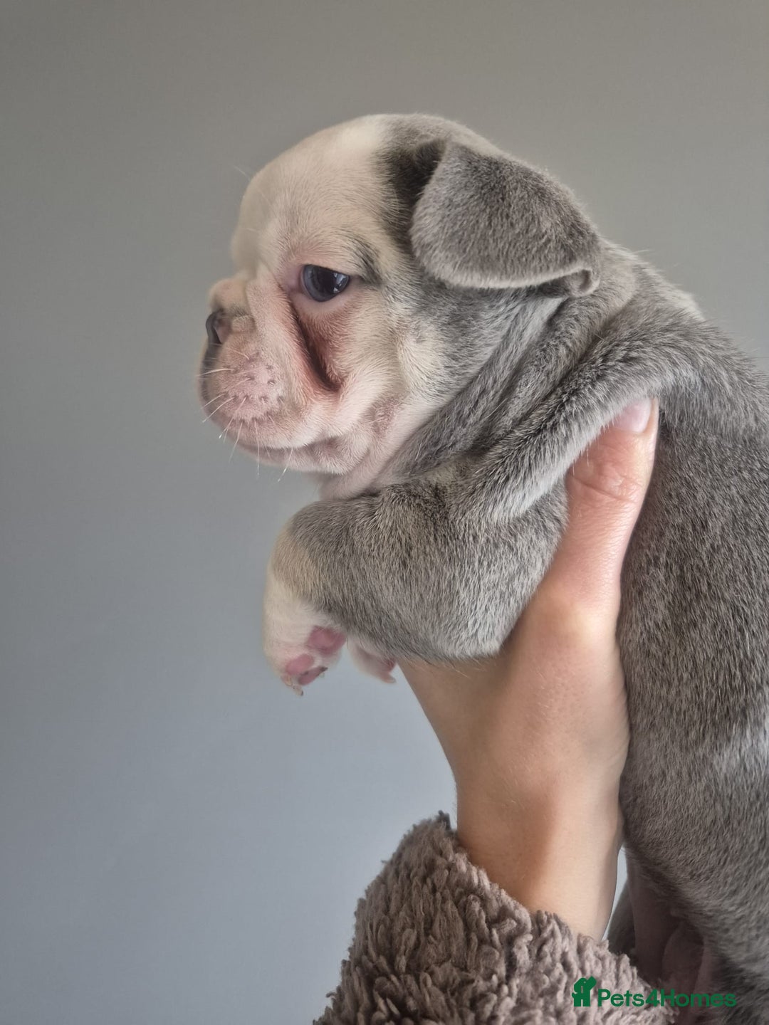 French Bulldog dogs for sale: Husky Panda Koi Frenchie = last 3 ready next week - Image 13
