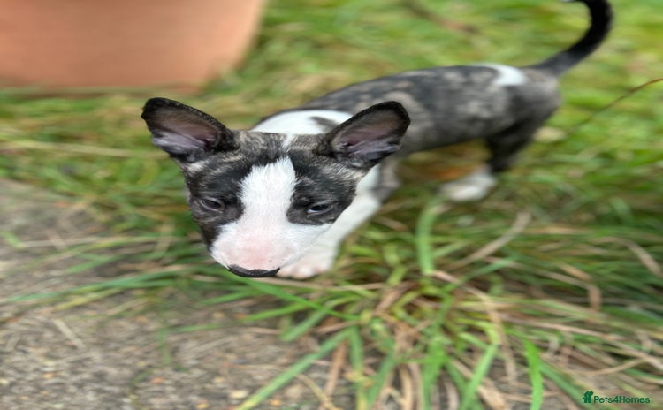 English Bull Terrier dogs - Advert 1