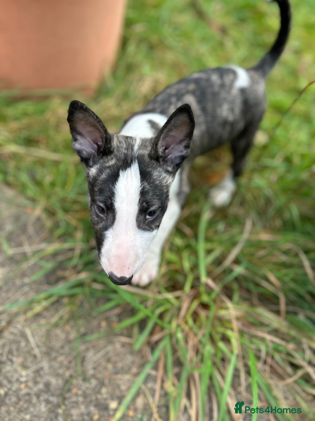English Bull Terrier dogs for sale: English Bull Terrier Pups(Small Umbilical Hernias) - Image 1