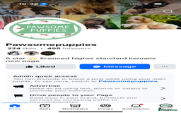 Pomeranian dogs for sale: Perfect poms - Image 25