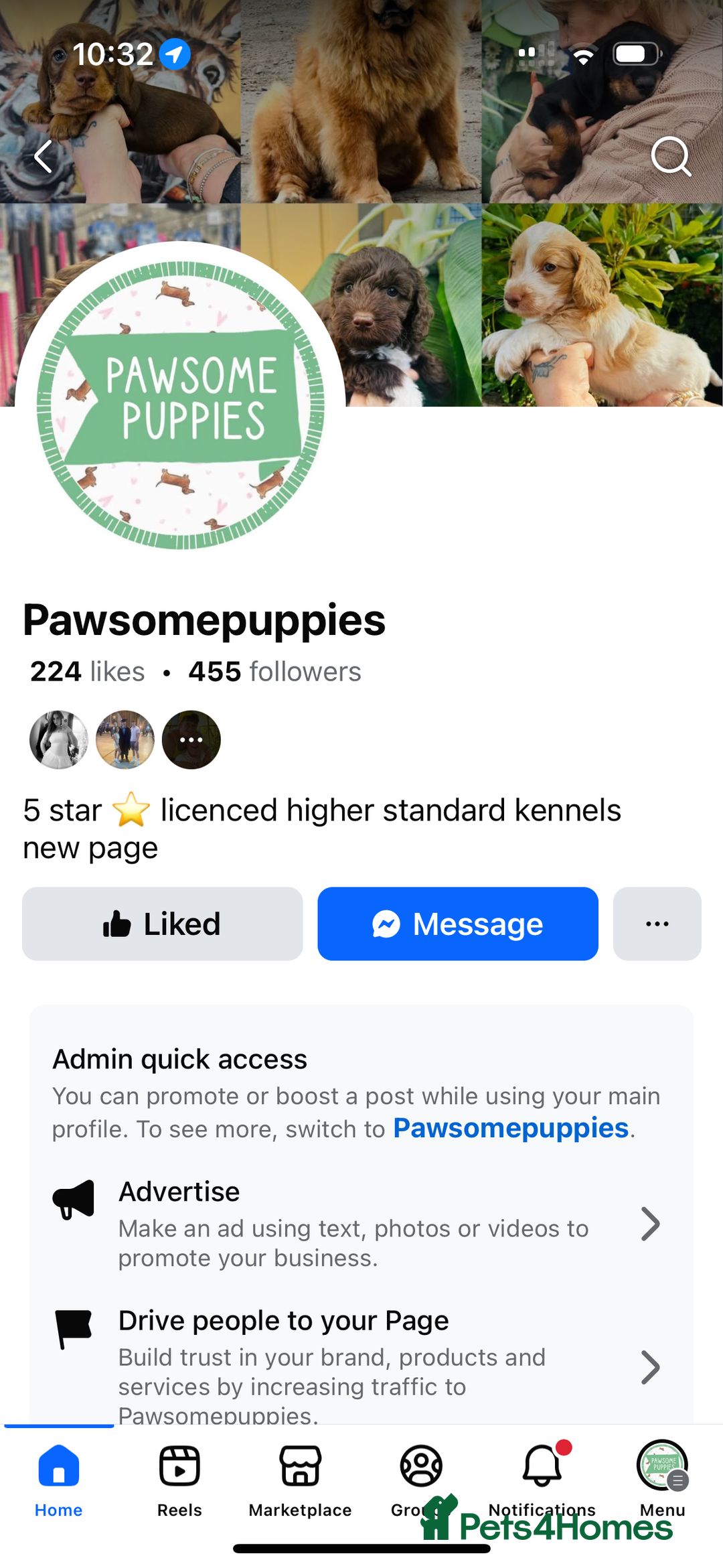 Pomeranian dogs for sale: Perfect poms - Image 25