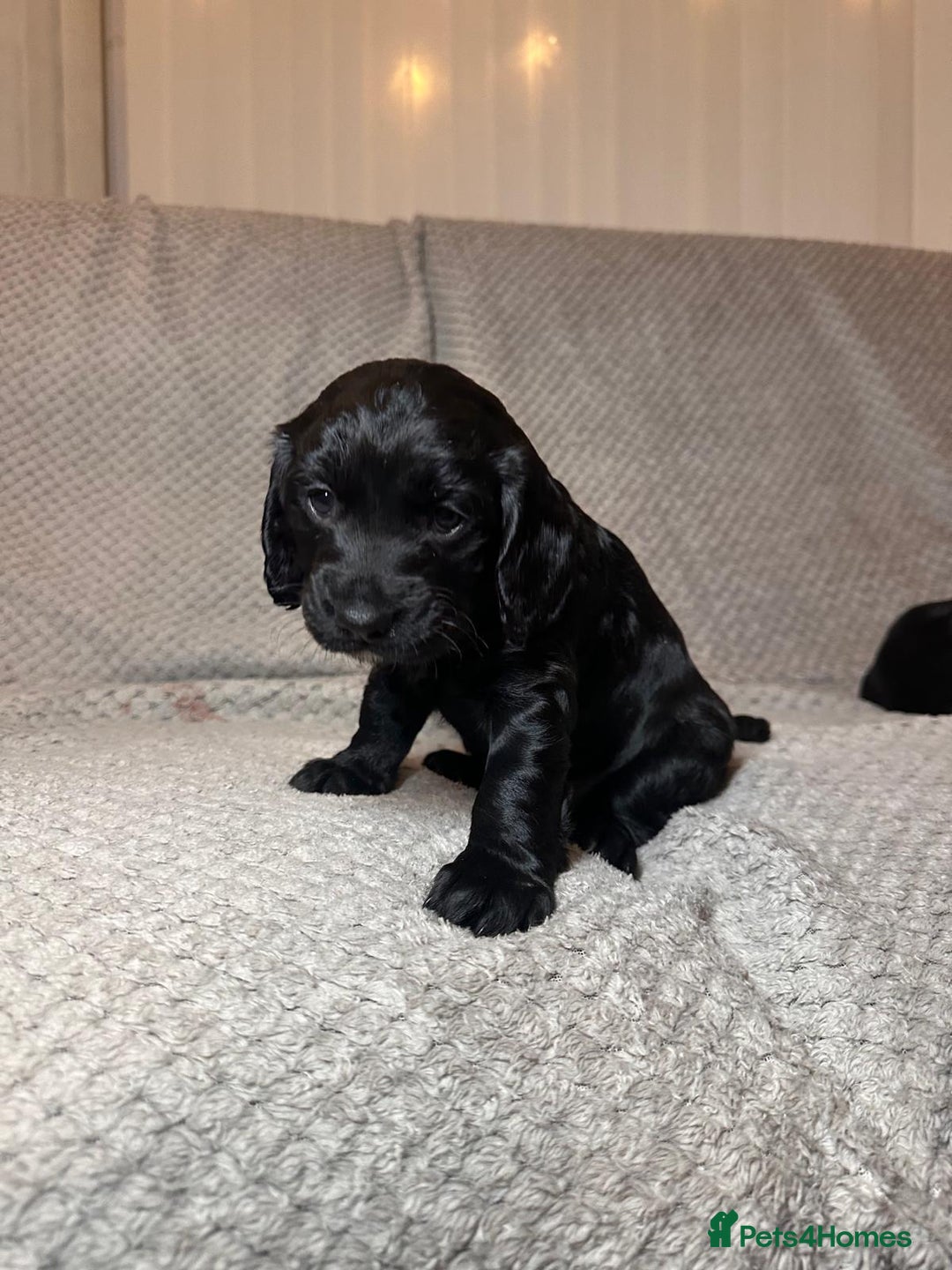 Cocker Spaniel dogs for sale: WORKING COCKER PUPS  - Advert 13