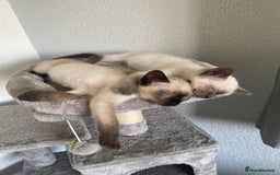 Siamese cats for sale: Ragdoll x Siamese cat - Advert 4