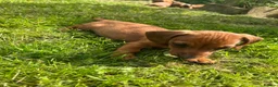 Miniature Dachshund dogs for sale: Kc reg pra clear - Advert 5