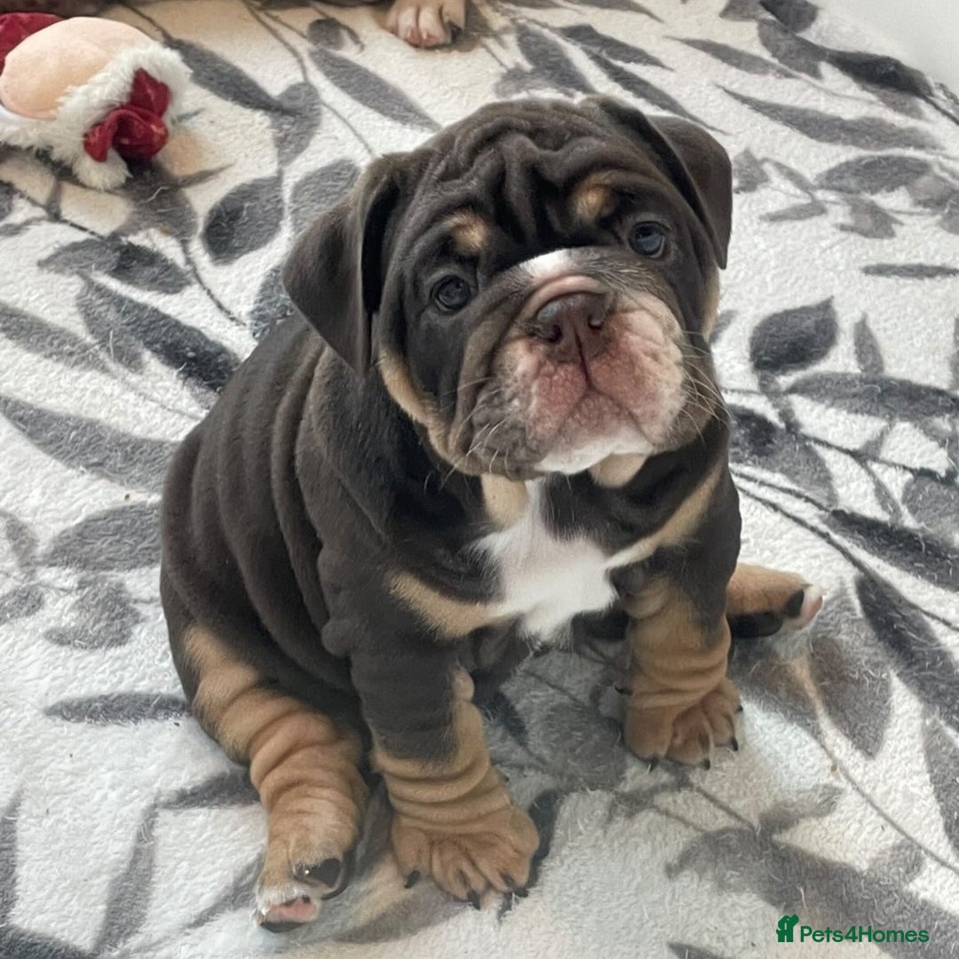 Dorset Olde Tyme Bulldogge dogs for stud: Limited Availability  Proven Bulldog Stud Services - Advert 9