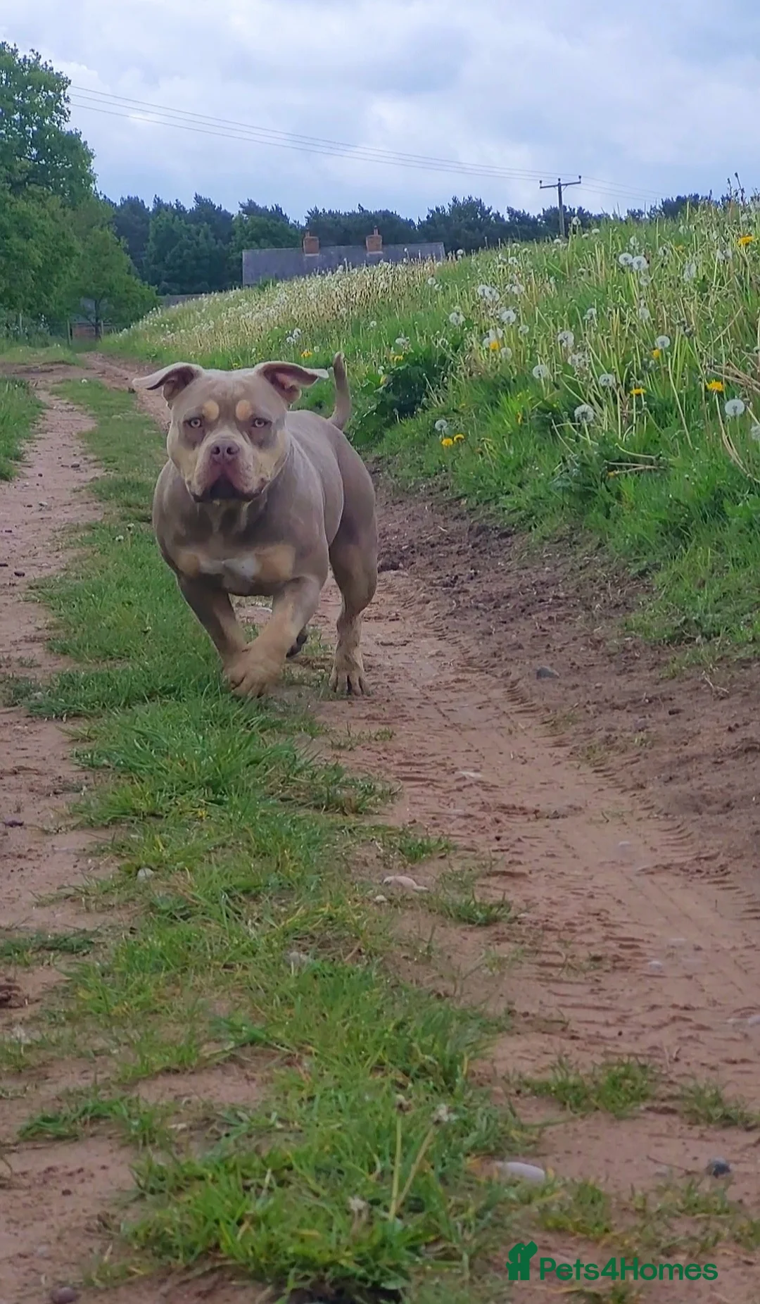 American Bully dogs for sale: Jasmine (Jaz) 3 year old female pocket bully  - Advert 11