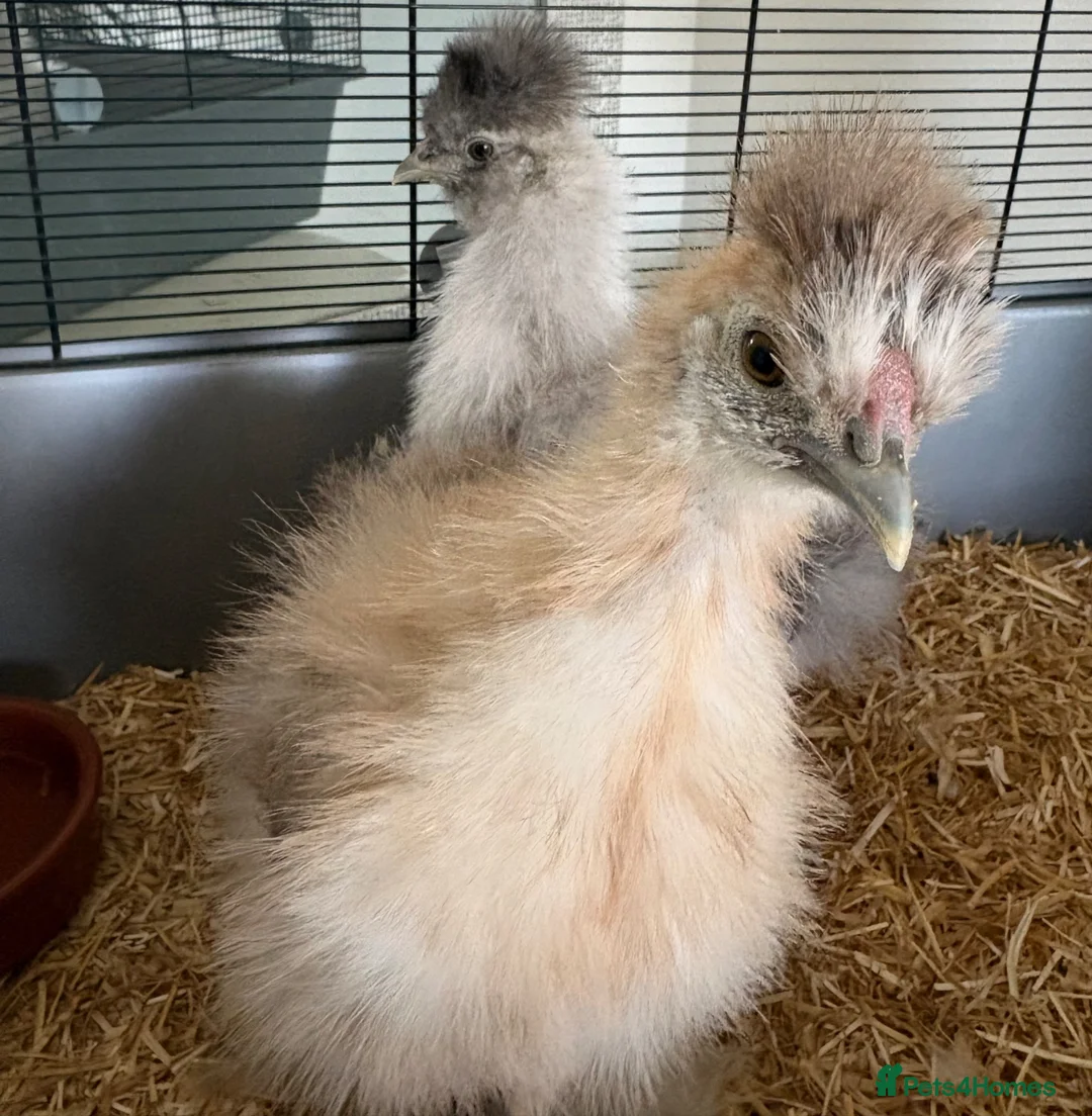 Chickens poultry for sale: 2 Silkies for sale in Salisbury - Advert 1