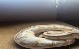 Python Snake reptiles for sale: 🐍 Ball Pythons for Sale – Collection Nottingham  - Image 18