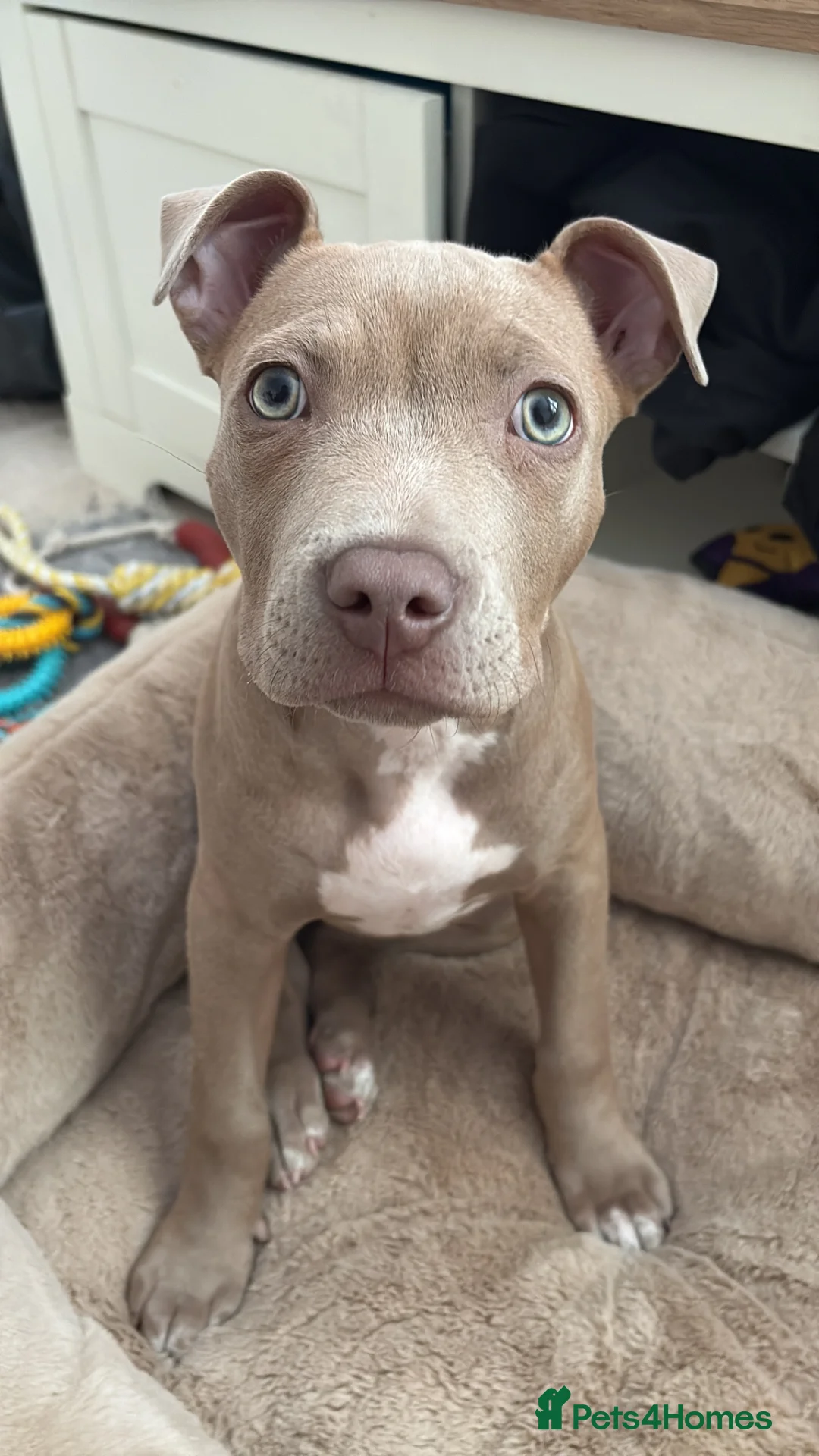 American Bull Staffy dogs for sale: 3.5 months blue staffy  in Folkestone - Advert 2