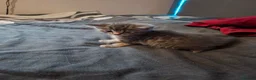 Mixed Breed cats for sale: Lovely kittens looking for their forever homes  - Advert 4