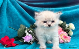 Siberian cats for sale: 🩵🩵Stunning Siberian Neva Masquerade Babies🩵🩵 - Image 10