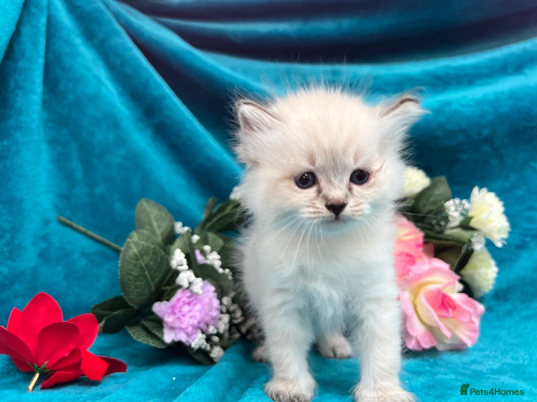 Siberian cats for sale: 🩵🩵Stunning Siberian Neva Masquerade Babies🩵🩵 - Image 10