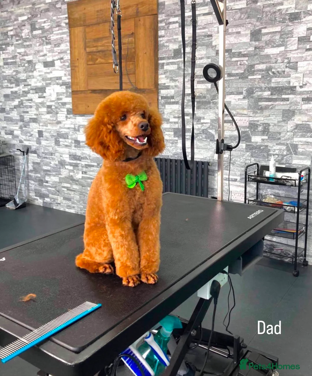 Toy Poodle dogs for sale: Toy poodle puppies  - Advert 8