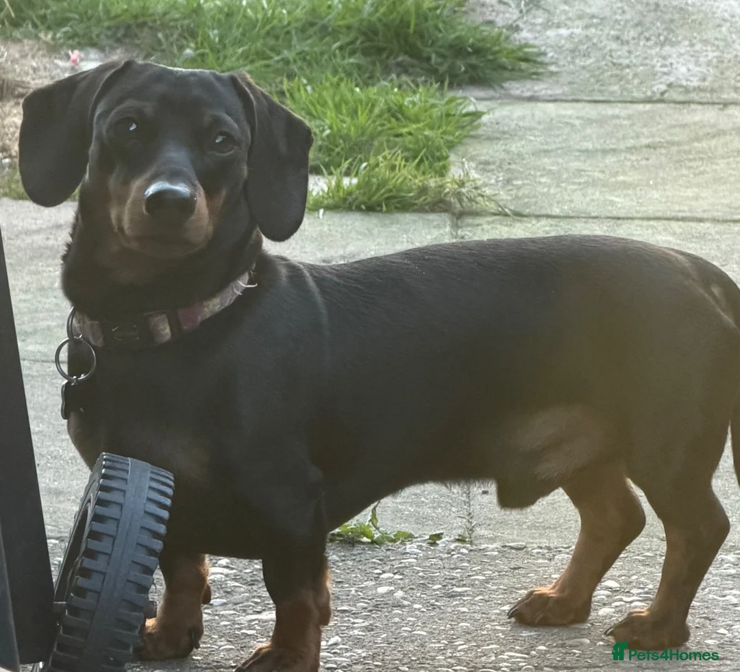 Miniature Dachshund dogs for stud: KC REG PRA CLEAR 🧬 MINIATURE DACHSHUND FOR STUD - Advert 2