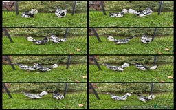 Chickens poultry for sale: Silver Spangled Hamburg chickens - Image 1