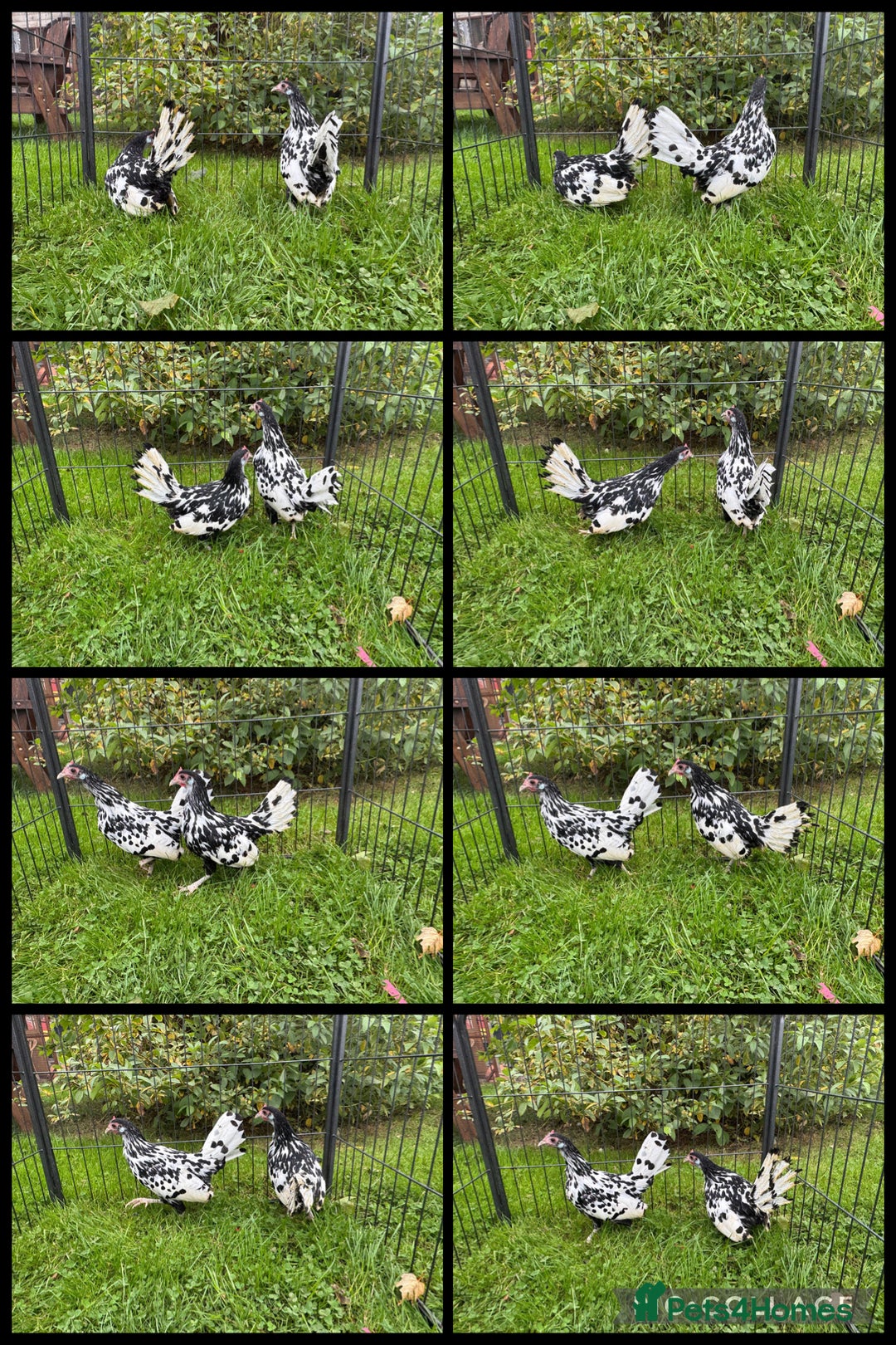 Chickens poultry for sale: Silver Spangled Hamburg chickens - Image 1