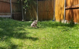 American Bully dogs for sale: Pocket bully  - Image 3